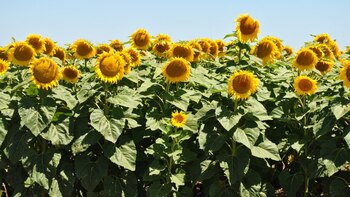 El cultivo tuvo una mejor