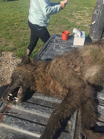 La criatura era un cachorro
