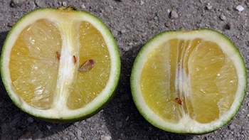 El Huanglongbing (HLB) es considerado