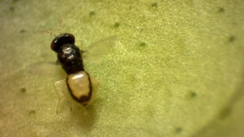 Investigadores del Instituto Nacional de