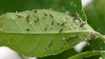 Las bacterias que son transmitidas