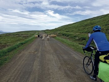 Una majada de ovinos les