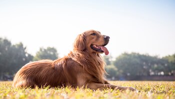 Los Golden Retriever han mostrado