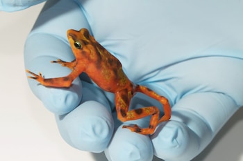 Una rana arlequín (Brian Gratwicke-Smithsonian