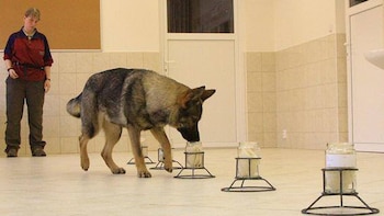 El adiestramiento especial de los