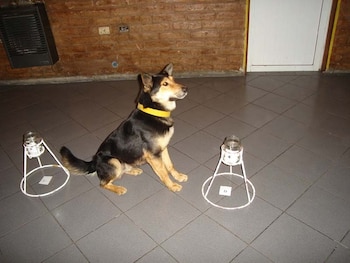 En Argentina hay un perro