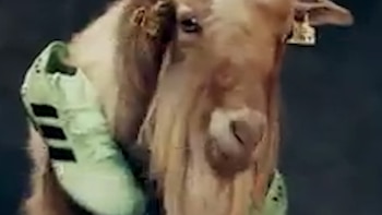 Una cabra lleva las nuevas