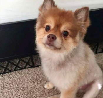 Alejandro murió de forma inexplicable