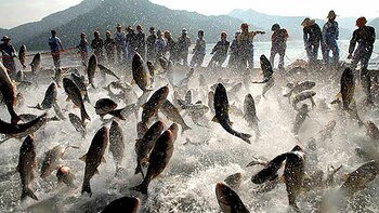 Los peces saltan del agua cuando los pescadores arrastran con fuerza la red en la orilla del lago Qiandao en el condado de Chun’an, al este de la provincia de Chinas Zhejiang (AP Photo/ Xinhua, Wu Zongqi)
