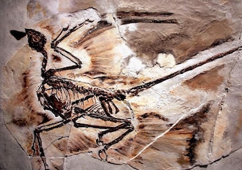 Un fósil de Microraptor hallado