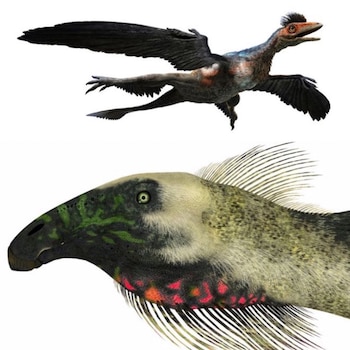 Arriba, ilustración de un Microraptor