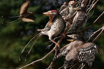 El pájaro primitivo Confuciusornis mudaba