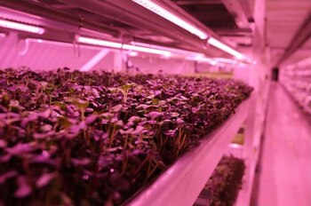 Imagen 4JCXLFWWQZFQNHPIFLBDC3GXWY