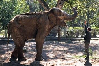 Pelusa murió antes de recuperar