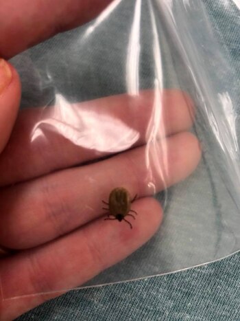 La garrrapata que Jessica Griffin