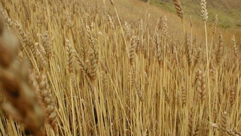 El trigo fue uno de