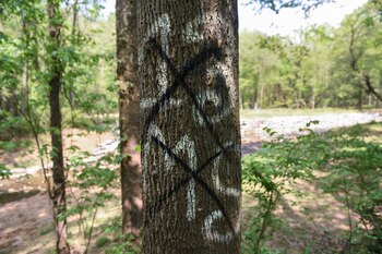 Además de extorsionar, la MS-13