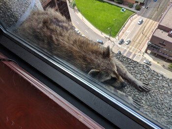 Un mapache que se quedó