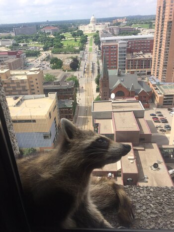 Mapache escala edificio en Minnesota