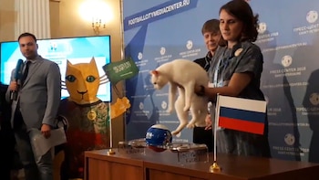 El gato Aquiles ha acertado