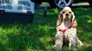 Según la especialista, es importante