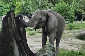El Instituto Nacional de Parques