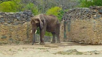 La elefanta pesaba en marzo