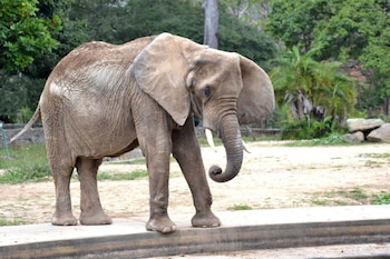 La elefanta murió a los