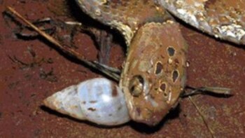 Las nuevas especies han adaptado