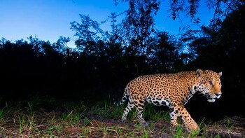 Leones, tigres y osos se