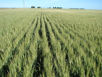 Para la Bolsa de Comercio de Rosario la producción de trigo en la zona núcleo superaría las 5.500.000 toneladas