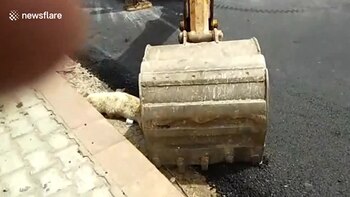 Tuvieron que sacarlo con una