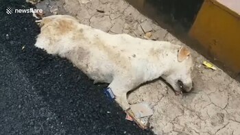 El perro estaba durmiendo y