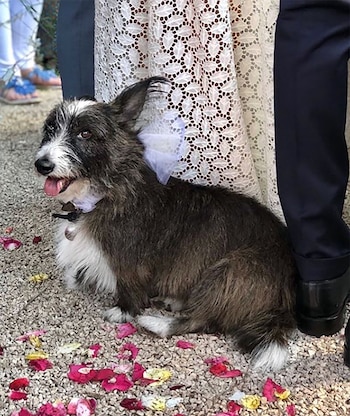 La mascota de Liz (Instagram)