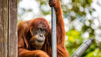 Puan tenía 62 años (AFP)