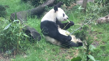 Xin Xin y su peculiar