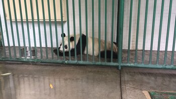 Hay días que Xin Xin