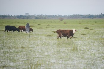 El cambio climático a veces