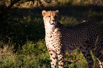 El magnífico leopardo. Integra el