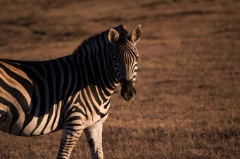 Las cebras también habitan en