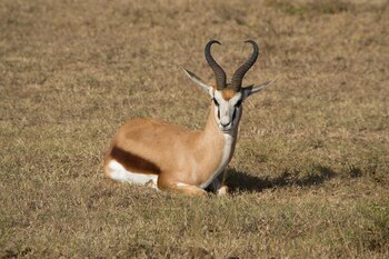 Grandes protectores:en el parque Shamwari