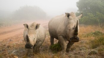 Imponentes los rinocerontes. El ave