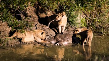 Los grupos de leones salvajes