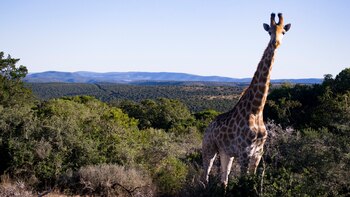 El parque conservacionista de especies,