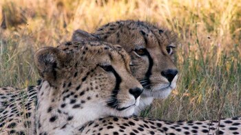 El parque conservacionista Shamwari Game