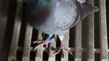 Las palomas mensajeras de carrera llevan