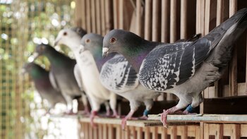 En el país, las palomas