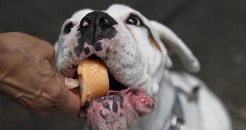 De los 7 sabores disponibles algunos de ellos presentan propiedades beneficiosas como las del coco, que es bueno para la piel de los canes, o los frutos rojos, con alto contenido en antioxidantes (EFE)