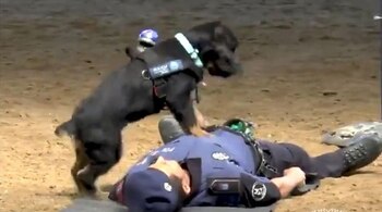 Poncho el perro policía que