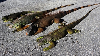 Esta especie no nativa de